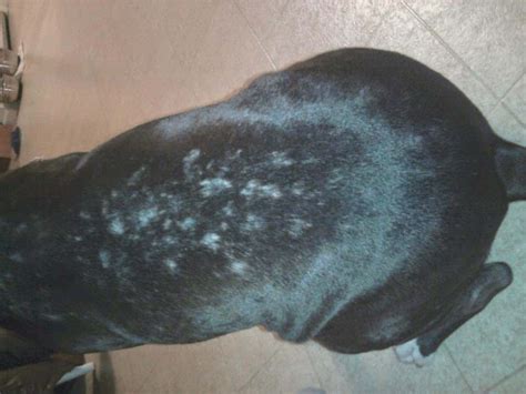 Dog With Dry Skin And Bumps Petfinder