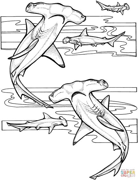 Hammerhead Sharks Coloring Page Free Printable Coloring Pages
