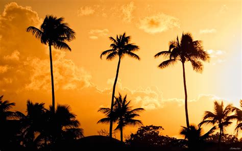 Free Download Palm Trees At Sunset Background Wallpaper Hd Desktop