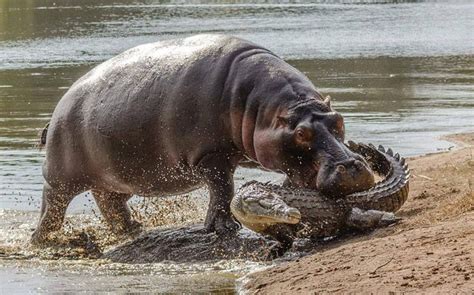 Protective Mom Hippo A Mother Hippo Clamps A Crocodile In Her Jaws As