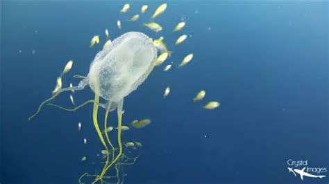 Huge Box Jellyfish Diving Pt1 Youtube