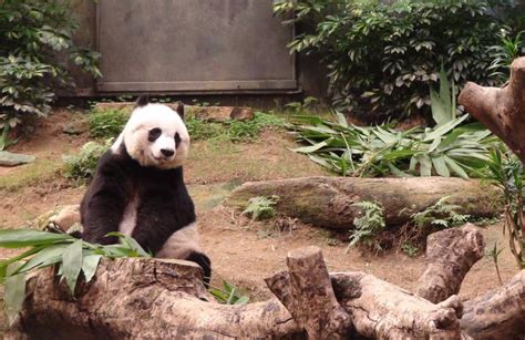 Worlds Oldest Giant Panda In Captivity Dies Aged 38 Around Db