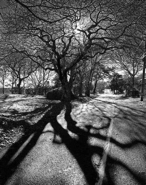 Joes Retirement Blog Tree Shadows Manomet Plymouth Massachusetts Usa