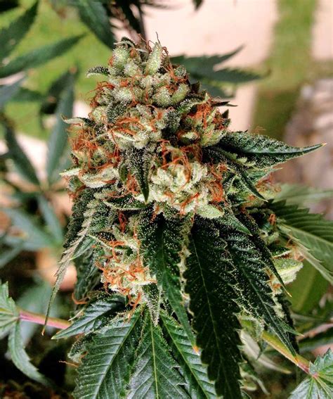 The easiest way to tell if it's time to harvest your plants is by keeping a. Cannabis "Ready-To-Harvest" Picture Gallery - Buds Come in ...