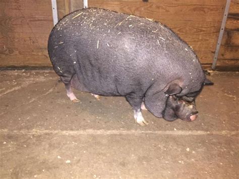 ‘mini Pig Sold By Breeder Grows To Be 200 Pounds The Dodo