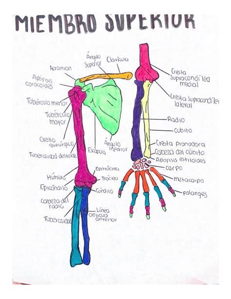 Dibujo Del Miembro Superior Resúmenes De Anatomía Docsity