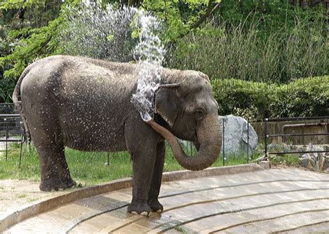 7 Animals That Live Long Lives - Vetstreet | Vetstreet