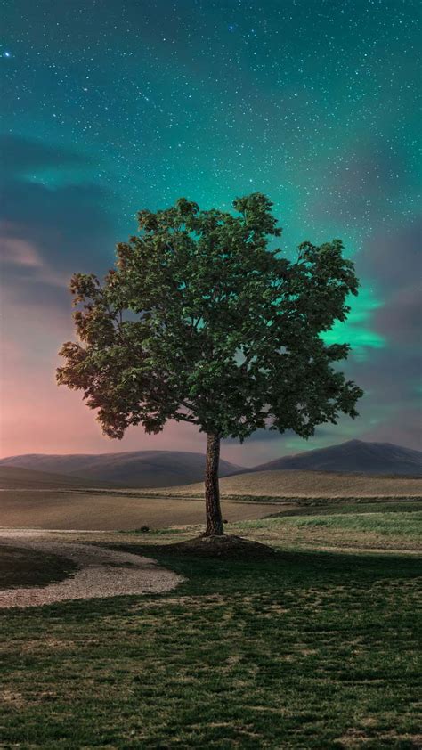 Alone Tree Iphone Wallpaper Hd Iphone Wallpapers