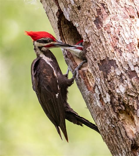 Woodpeckers In West Virginia 7 Species Youve Got To See