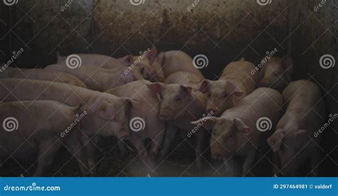 Pigs At Livestock Farm Group Of Piglets Swine Pigs On Livestock Farm