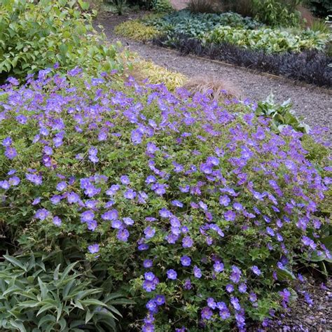 Geranium Rozanne Blue Flowering Ground Cover Drought Tolerant