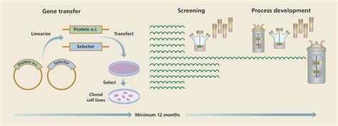 Cell Line Generation And Development For Cell Culture Processes For The