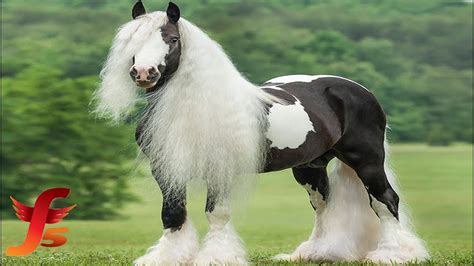Top 10 Most Beautiful And Rarest Horse Breeds In The World Horsetv Live
