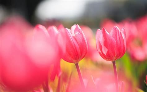 Flowers Pink Tulips Field Photo Hd Desktop Wallpapers