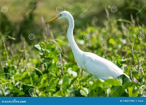 Young Great White Heron Bird Stock Image Image Of Beak White 140277981