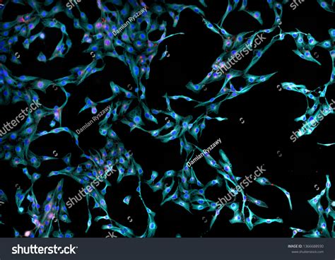 Real Fluorescence Microscopic View Human Skin Stock Photo Edit Now