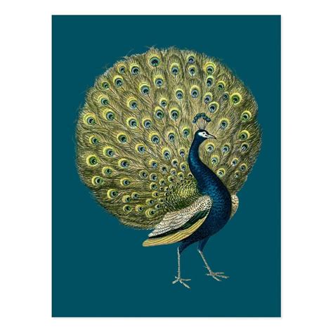 Vintage Peacock Postcard Peacock Illustration Postcard