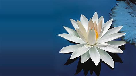 Nature Wallpaper With Beautiful White Lotus Flower Hd Wallpapers