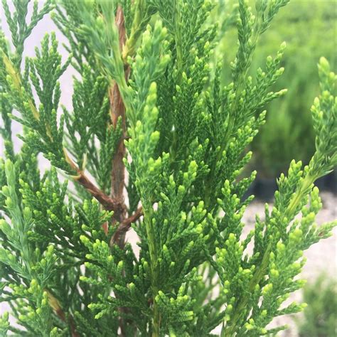 2 5 qt spartan juniper live evergreen tree dark green fast growing privacy plant 3402q