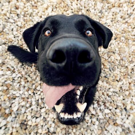 118 Best Images About Black Labs On Pinterest Lab