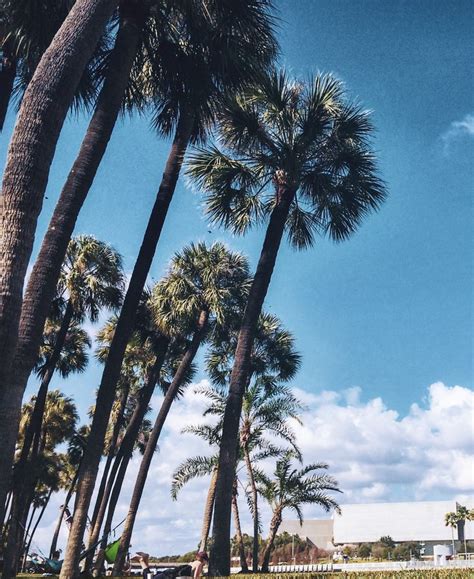 Under The Palm Trees Tampa Florida Nature Destinations Maldives