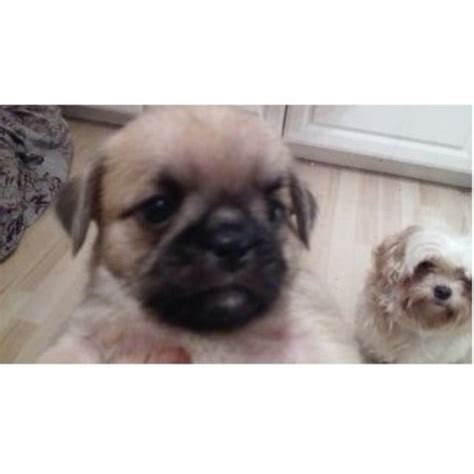 Pug Puppies And Dogs For Sale And Adoption Freedoglistings