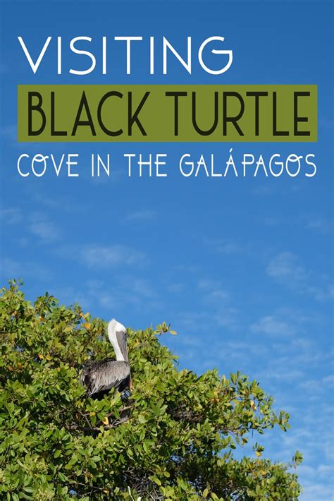 Visiting Black Turtle Cove In The Galápagos • The Blonde Abroad