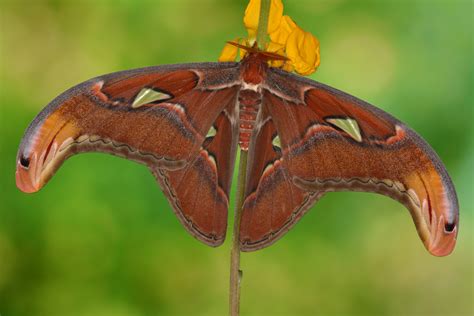 Attacus Atlas Männchen Foto And Bild Tiere Wildlife Schmetterlinge