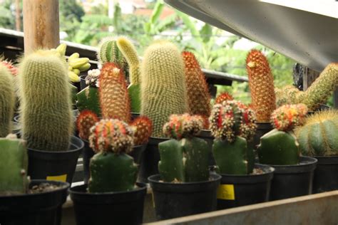 Meski permukaannya dipenuhi duri, tumbuhan ini diyakini memiliki sejumlah manfaat bagi kesehatan dan kecantikan. Adjie Kaktus: Kaktus Mini cantik Type A