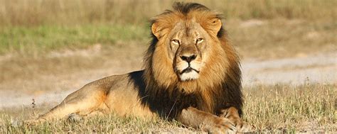 The lion is one of the largest, strongest and powerful felines in the world, second only in size to the siberian tiger. Animals Are Not Trophies | Animal Planet