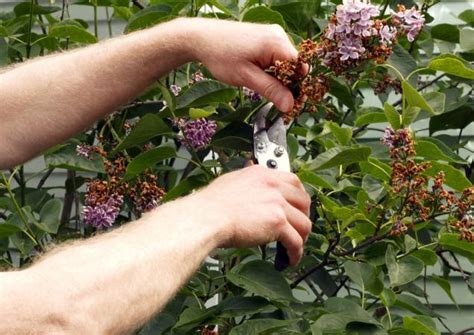 How To Prune Lilacs Lovetoknow