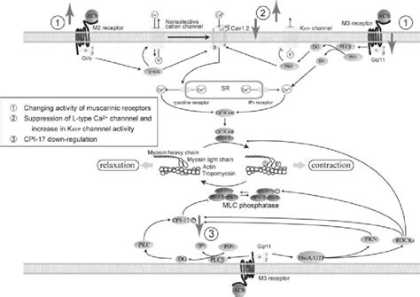 Mechanism Of Smooth Muscle Contraction And The Impairment Of