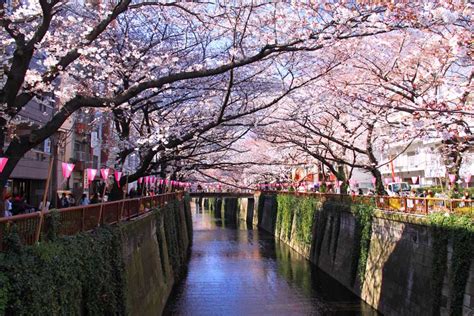 All About Cherry Blossoms Gday Japan