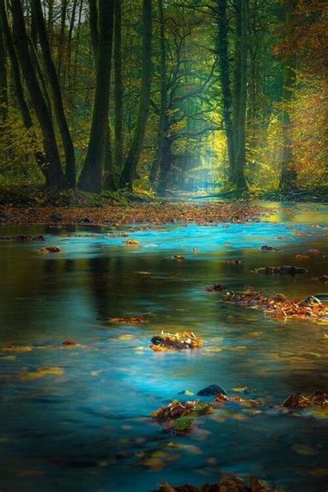 magical forest beautiful world beautiful images beautiful forest gorgeous best nature photos