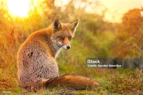 Wild Red Fox Vulpes Vulpes Evening Sunset Stock Photo Download Image