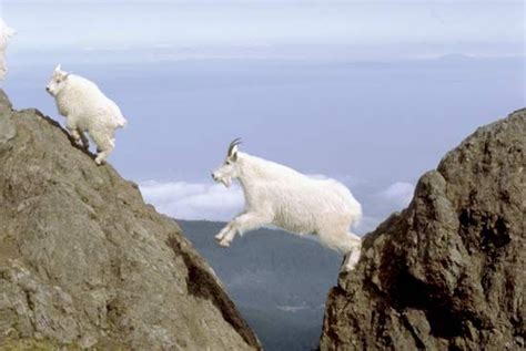 Mountain Climbing Ruminants Saving Earth Encyclopedia Britannica