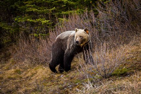 Kananaskis Grizzly Bear © Christopher Martin 7106 Christopher