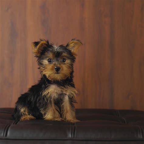 An individual cremation, which means you do get the ashes back, will. How Often Do You Give Yorkies a Haircut? - Pets