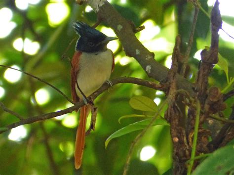 asian paradise flycatcher terpsiphone paradisi female h… flickr