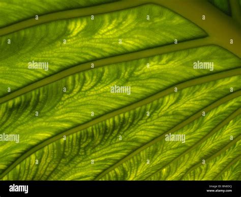 Hoja De Planta Fotos E Imágenes De Stock Alamy