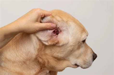How To Spot Treat And Prevent Dog Ear Yeast Infections