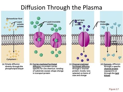 Diffusion And Cell Membrane