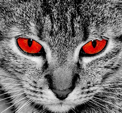Cat With Red Eyes Angry Eyes Stock Photo Image Of Beautiful Happy