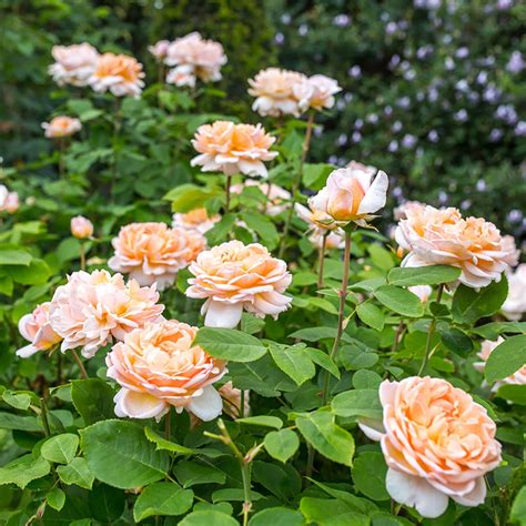 The Lady Gardener English Shrub Rose David Austin Roses