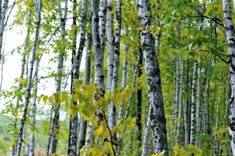 White Birch Trees Stock Image Image Of Travel View 105427147