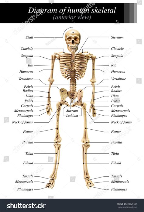 Human Skeleton Diagram Anterior View On Stock Photo 322625621