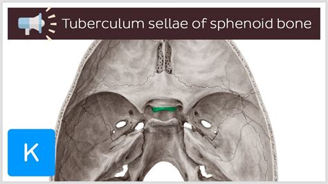 Tuberculum Sellae Of Sphenoid Bone Anatomical Terms Pronunciation By