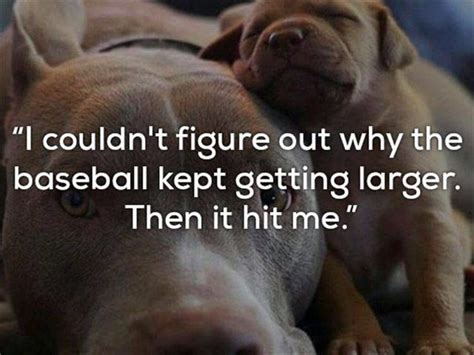 Really Bad One Liner Jokes Are Funnier With Dogs 24 Pics