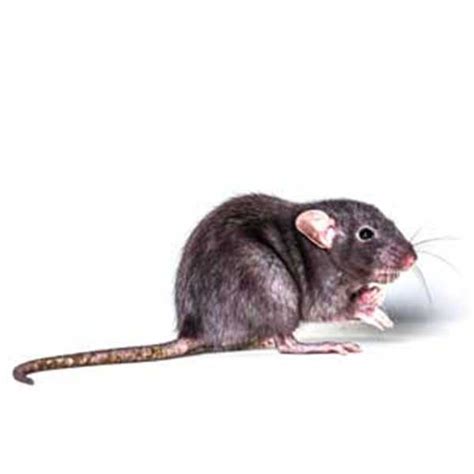 Roof Rat Identification Habits And Behavior Presto X Formerly Fischer