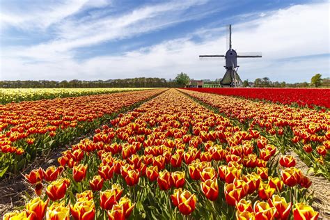 Skagit Valley Tulip Fields And Festival Of Washington Us